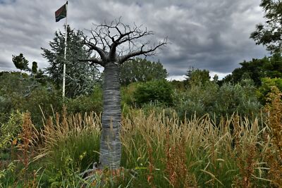 Photo 6x4 Lullingstone Castle: Baobab tree sculpture in Africa  c2020