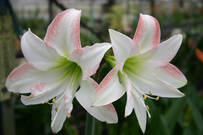 Original Hippeastrum cv. 'Yuenbi'  1bulb