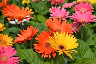 20 GERBER DAISY Mixed Colors Gerbera Jamesonii Barberton African Flower Seeds