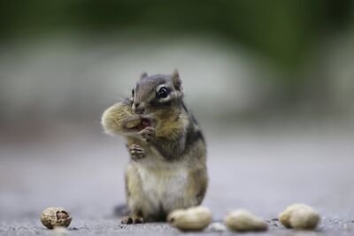 Wakefield Virginia 50LB Peanuts for Squirrels, Birds, Deer, Ducks and Wildlife