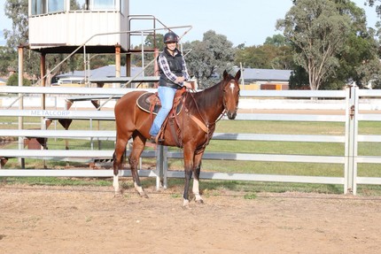 thoroughbred