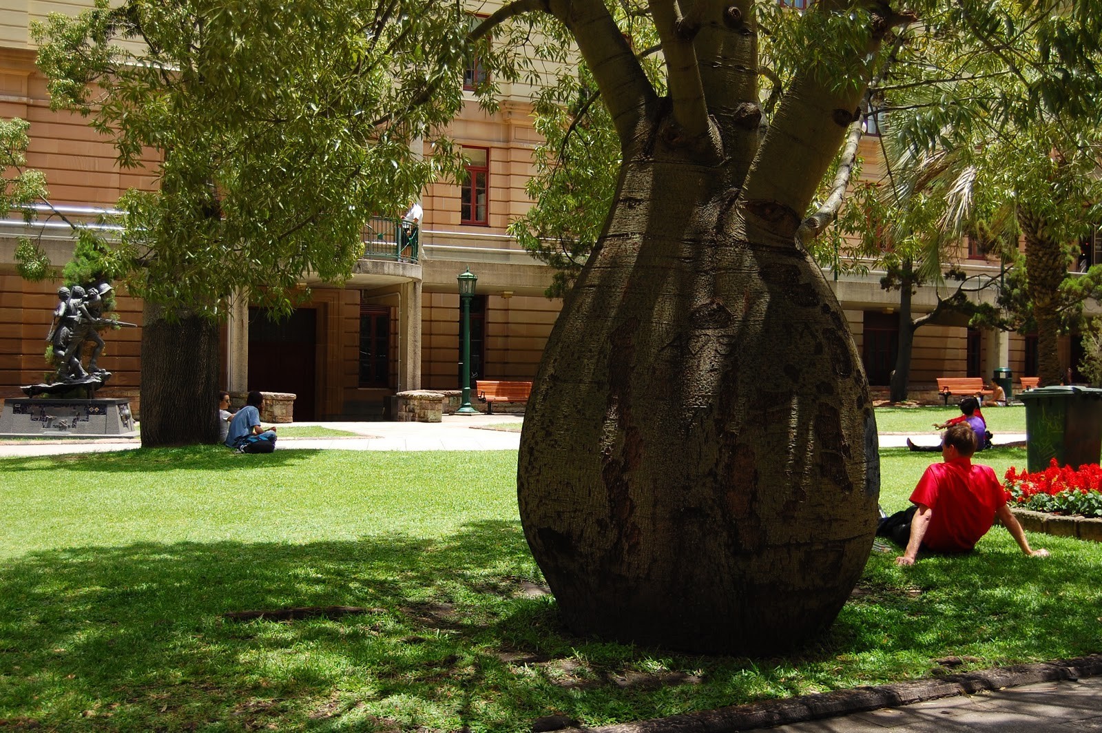 4 FT - QUEENSLAND BOTTLE TREE ~ Brachychiton rupestris - Seedling / Tree / Plan