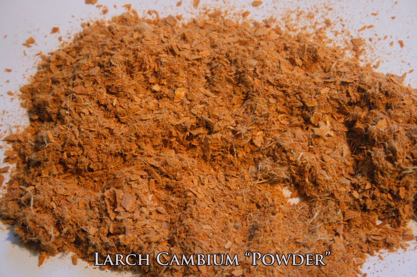 1oz Larch Cambium: Raw Organic Wildcrafted Western Larch Inner Bark