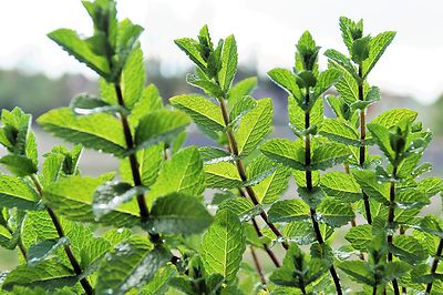 Echte Pfefferminze Minze Winterhart mentha piperita Tee- und Heilkraut 300 Samen