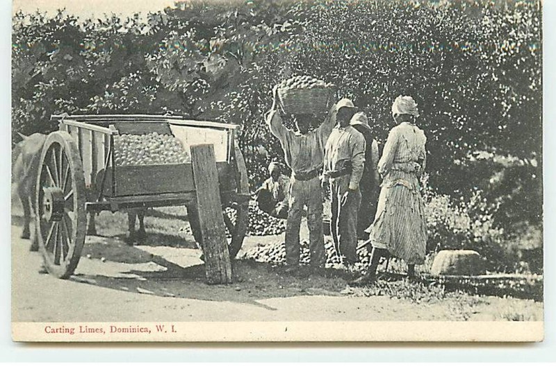 Dominique - Dominica - Carting Limes - St140 - 039