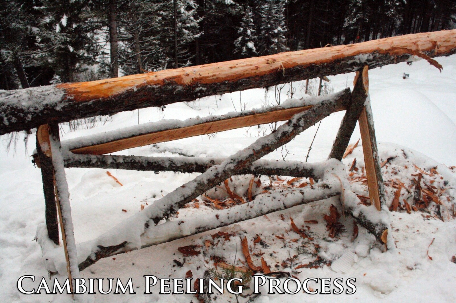 1oz Larch Cambium: Raw Organic Wildcrafted Western Larch Inner Bark