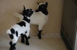 goatsgalore 的用户个人档案