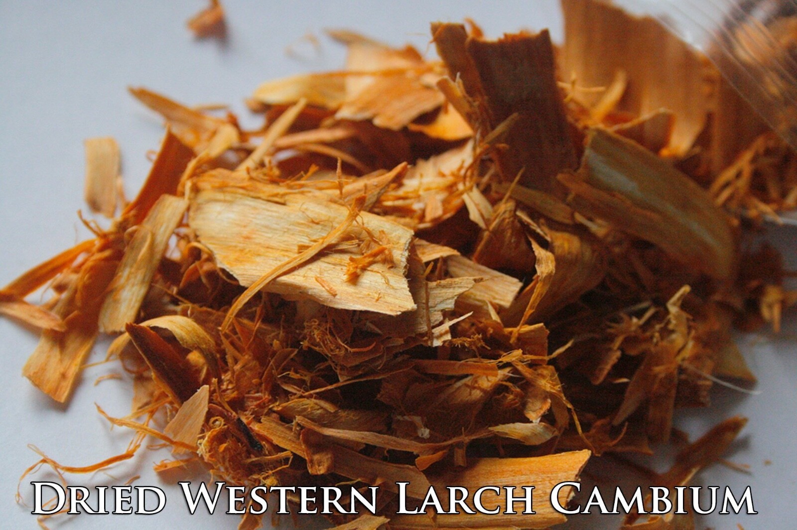 1oz Larch Cambium: Raw Organic Wildcrafted Western Larch Inner Bark