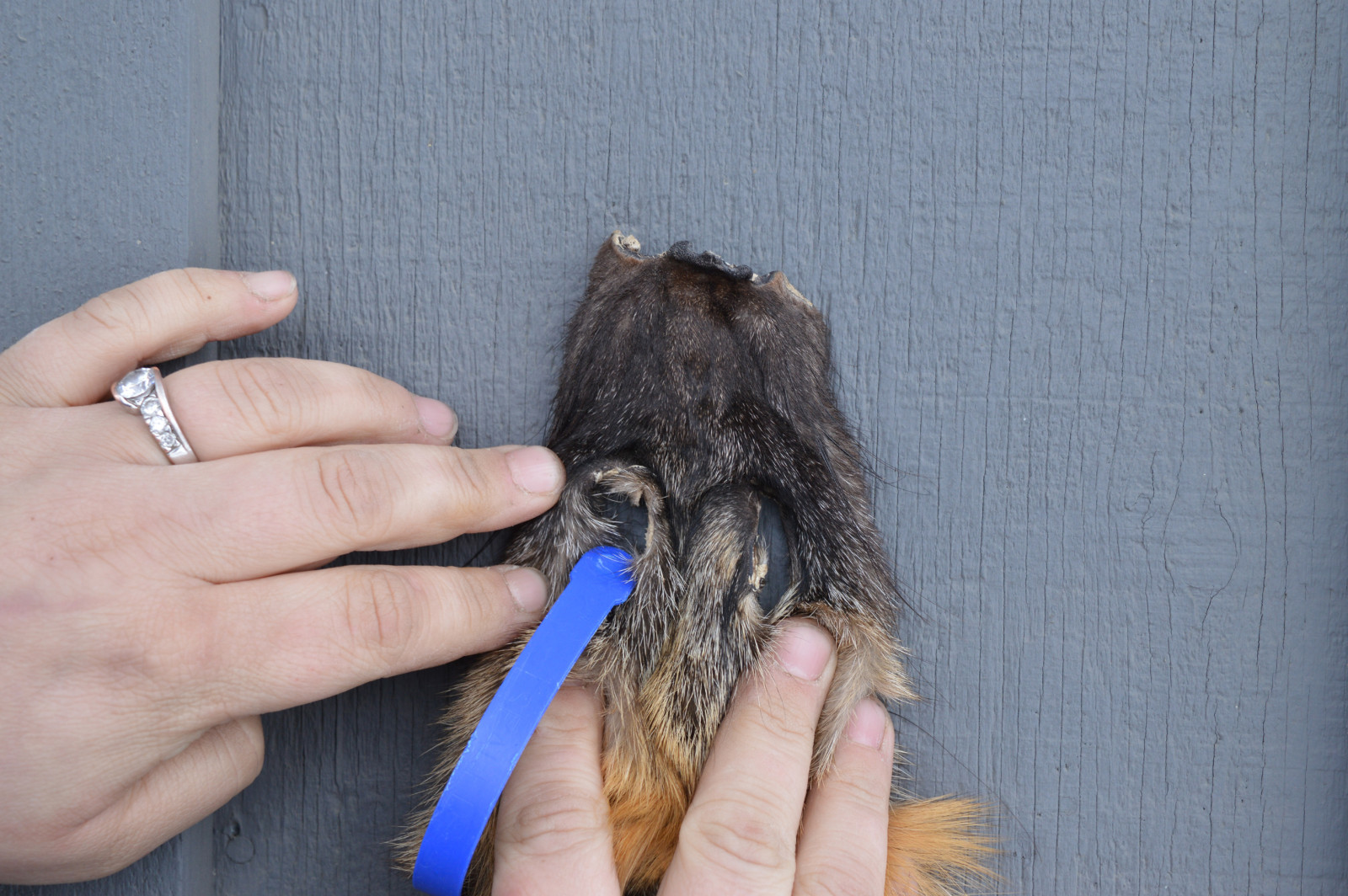 Tanned Cross Fox Hide, Wall Hanger, striking, fur, soft, crfxexcellent