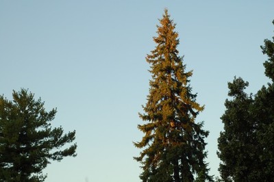 Photos de l'objet d'un acheteur vérifié