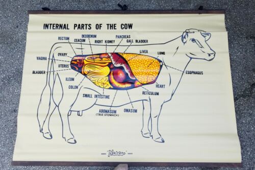 Farm Agriculture Ag Teacher Cow Diagram Nasco Linen Classroom Vintage