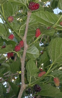 Mulberry tree plant x 5 available Springvale Greater Dandenong Preview