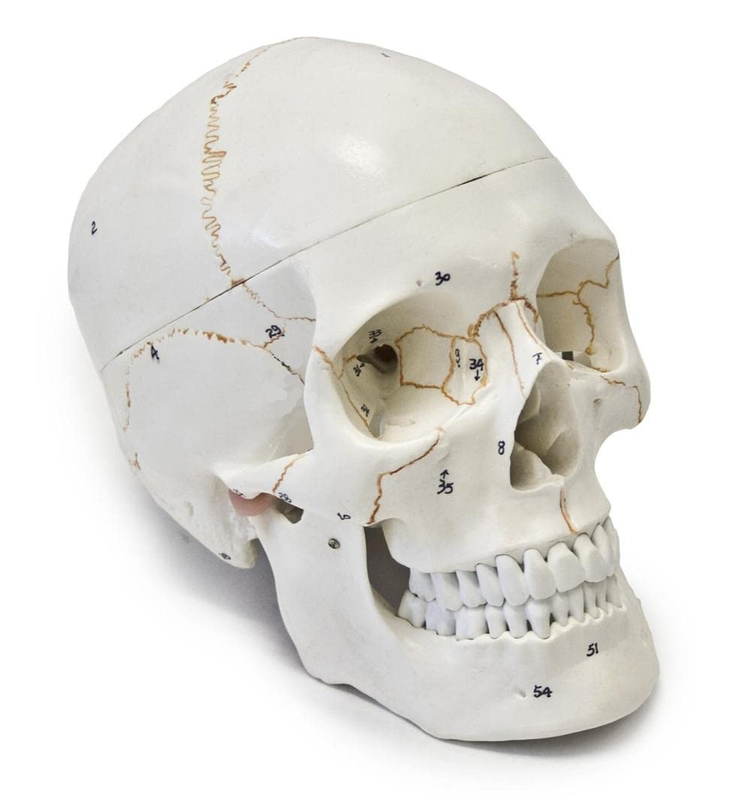 Medical Anatomical Human Skull Model, 3-Part, Numbered, Life Size