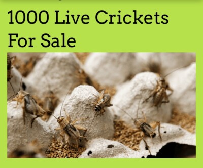 1000 Live Crickets