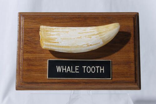 Replica Faux Whale Tooth Scrimshaw Desk Display Plaque Decor