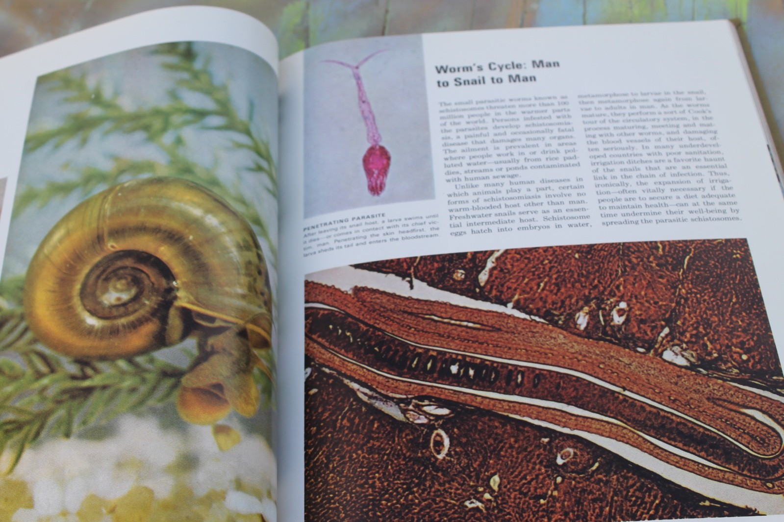 Health & Disease Time Life Science Library Hardcover FREE SHIPPING!