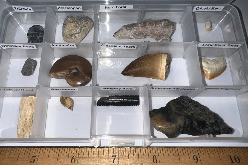 Labeled 12 REAL Fossil Lot Collection MOSASAUR, DINOSAUR, ICE AGE,