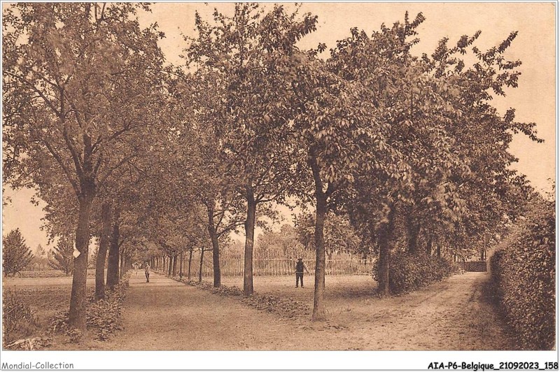 Aiap6-Belgique-0631 - Institut N-D De Gaverland - Melsele - Allee Des Poiriers