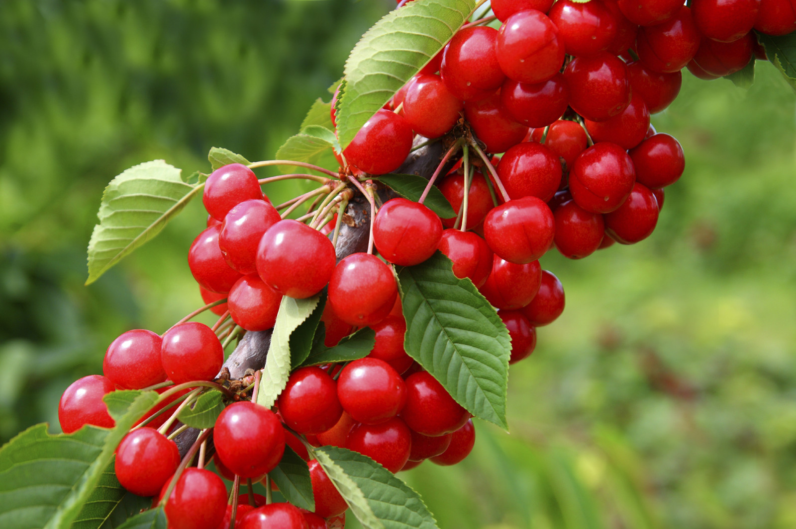 'Sunburst' Cherry Tree 45ft in 6L Pot, SelfFertile With Big Dark