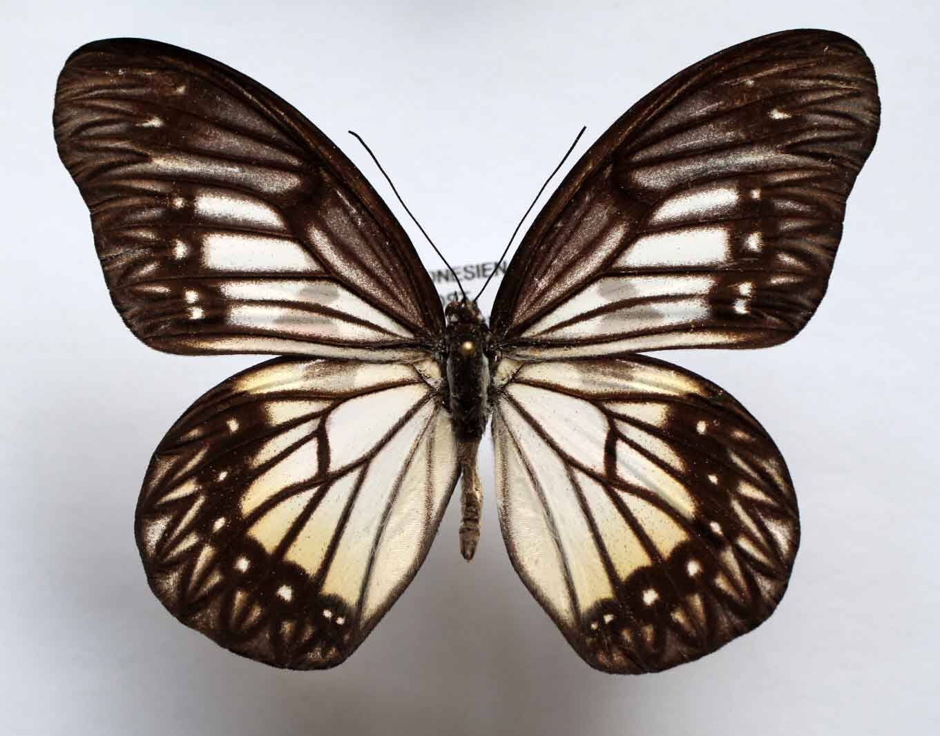 Butterfly  Legend of Zelda Butterflies Faux Taxidermy Breath of the