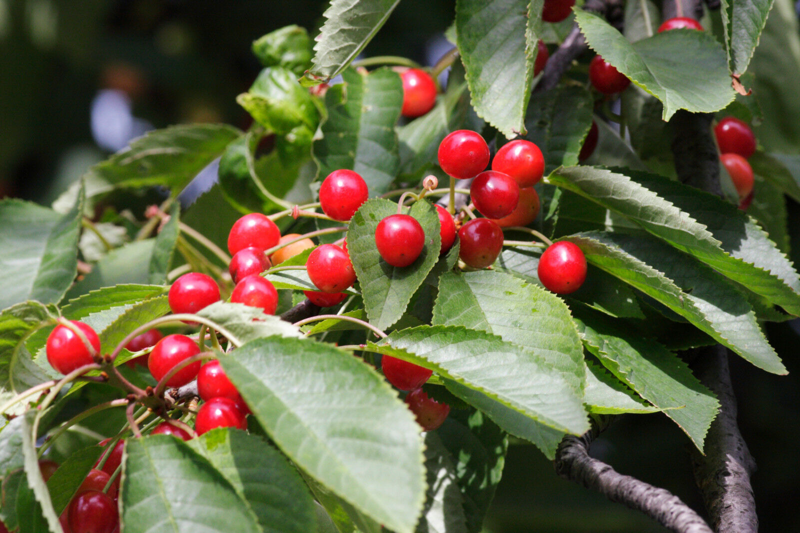 1 Wild Cherry Tree 34ft Stunning Blossom, Edible Cherries & Wild Bird