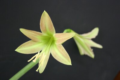 Original Hippeastrum cv. 'Delicate Green'  1bulb