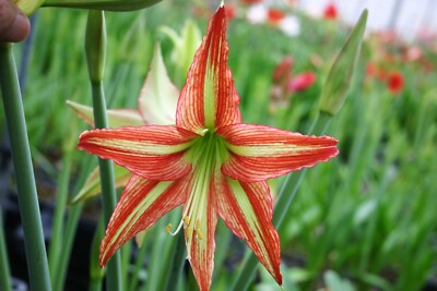 Original Hippeastrum cv. 'Renga'  1 bulb