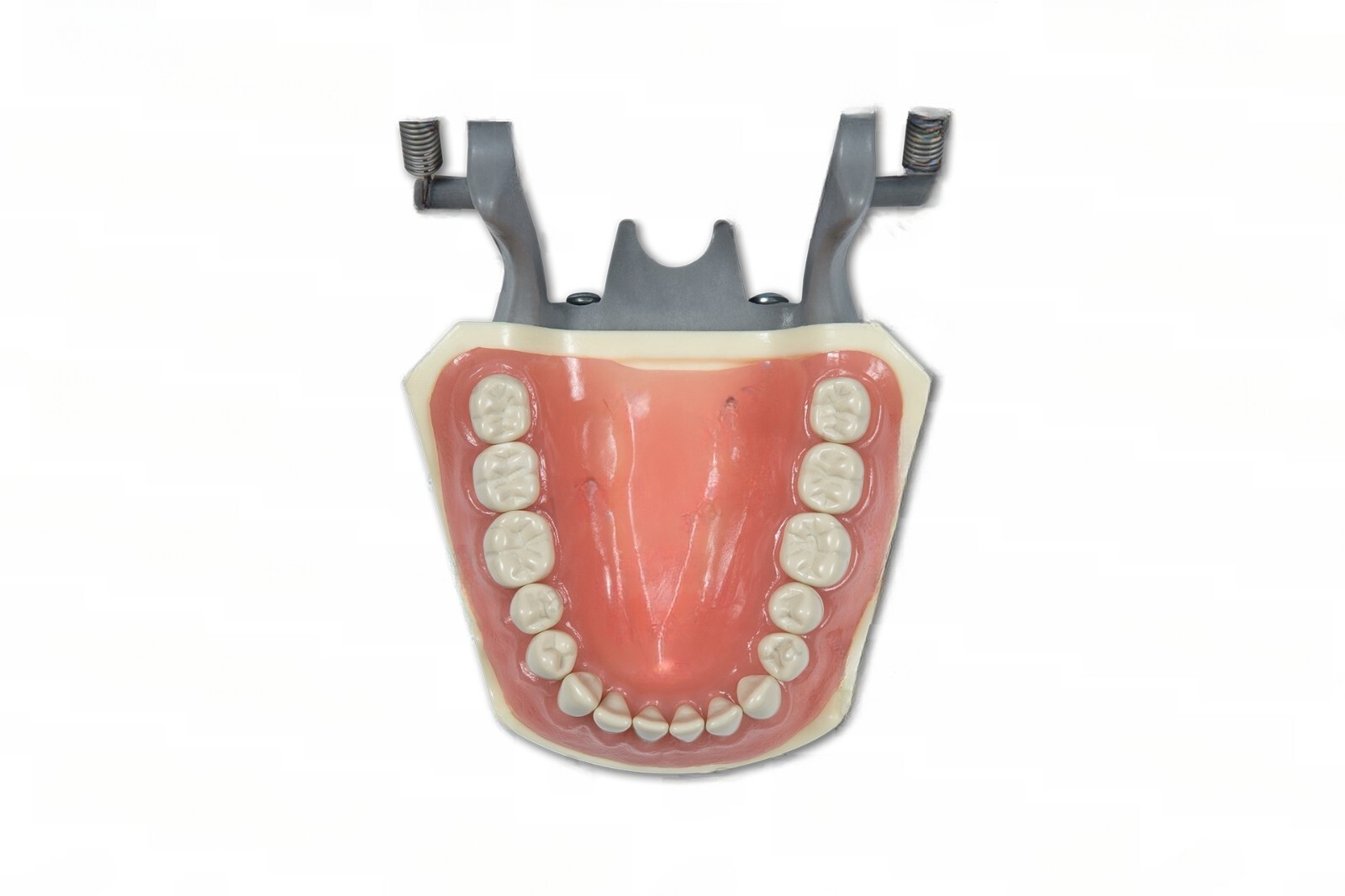 DENTAL TYPODONT 860 BUNDLE PACK 10 EXTRA MOLARS FITS COLUMBIA BRAND TEETH 