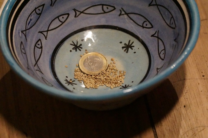 Feijoa Sellowiana (Brasili. Guave) - 50 Samen  + UnterstÃ¼Tzung Klimaprojekt