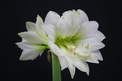 Original Hippeastrum cv. 'Yukinko'  1 bulb