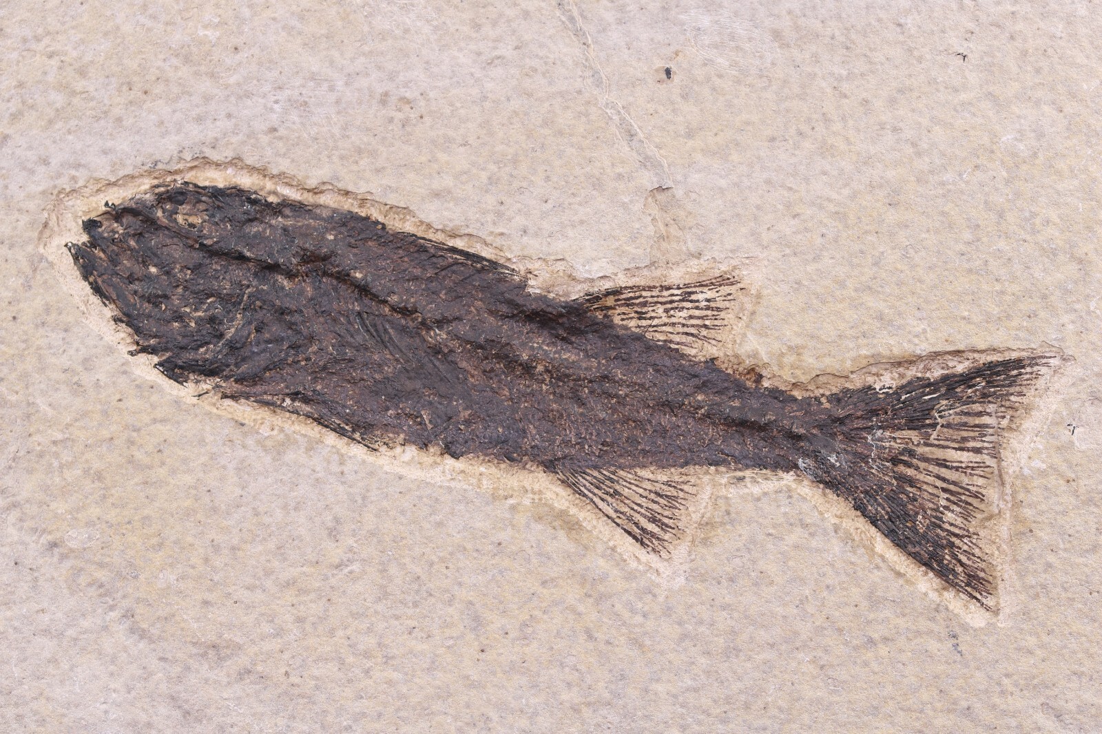 Fossil Fish 4.7