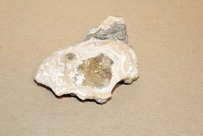  Calcite Fossil Clam Rucks Pit Florida  #58