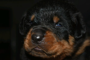 Western Australia | Dogs & Puppies | Gumtree Australia ...