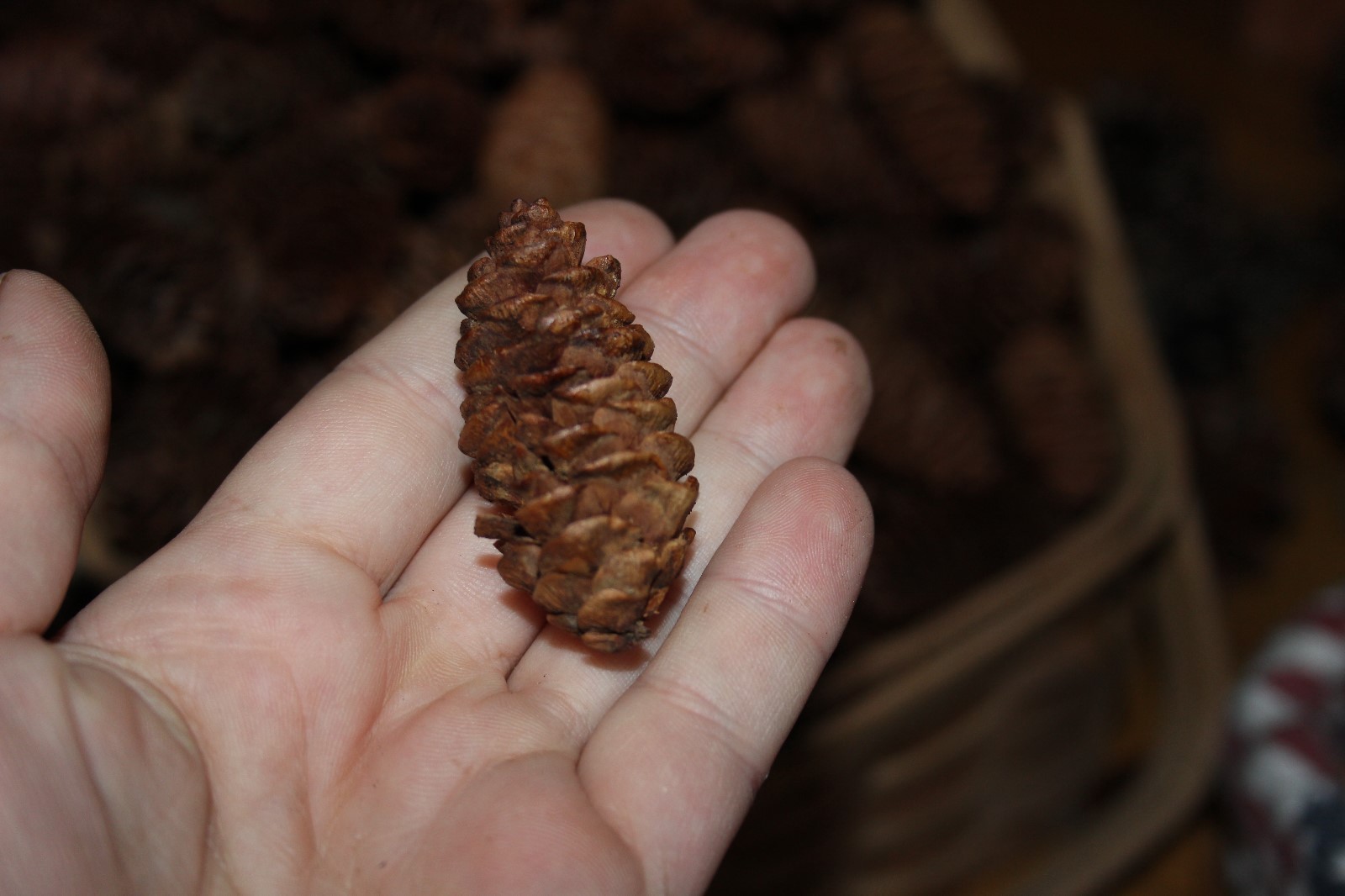 1 inch - Pinecones 30