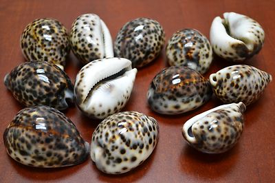 12 PCS TIGER CYPRAEA TIGRIS COWRIE SEA SHELL BEACH DECOR 2'' - 2 1/2'' #7839
