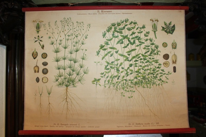 Ancienne Planche Botanique Emil Korsmo, Mauvaises Herbes Vii Spourier, 83.5x65.5