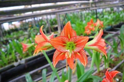 Original Hippeastrum cv. 'Choco Shibori'  1bulb