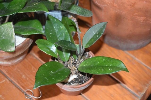 HOYA CARNOSA VARIOUS SIZES AVAILABLE - PICKUP FROM DULWICH HILL