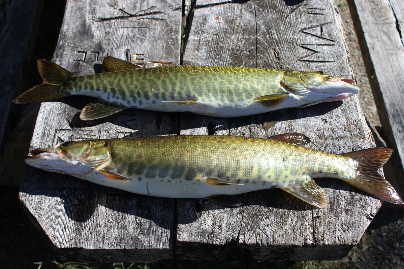 Maine Trophy Smallmouth Bass/Muskie Fishing Guided Trip