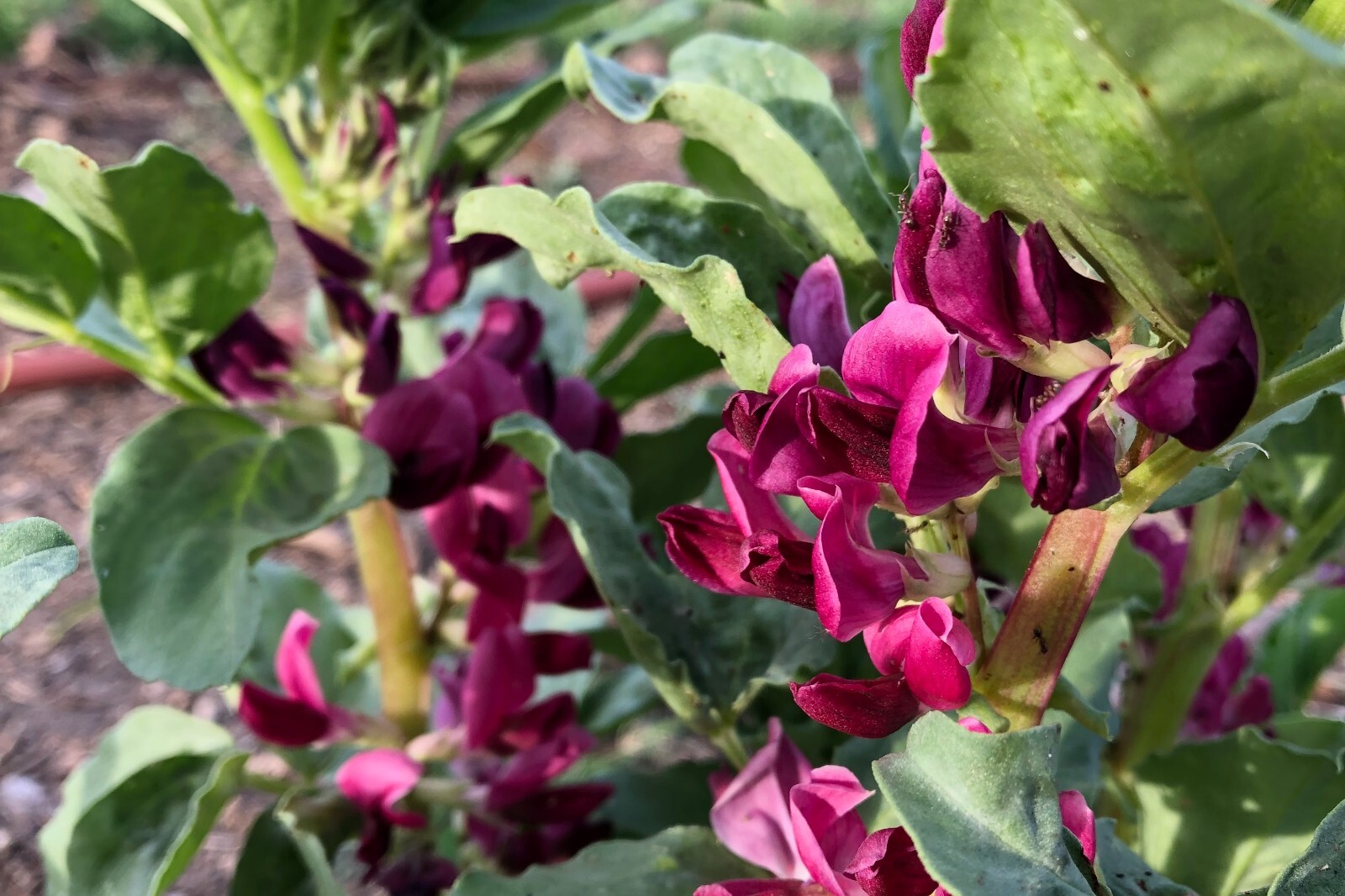 Crimson Flowered Fava Beans: Scarlet Red, Dark Green Bean, Heirloom Non-GMO Bulk