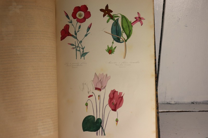 Le Maout Botanique Organographie Et Taxonomie Histoire Naturelle ....1855