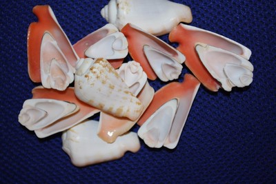 (80) STRAWBERRY LUHANUS, HALF CUT SHELLS, SAILOR VALENTINE SHELLS, PINK, CS-38
