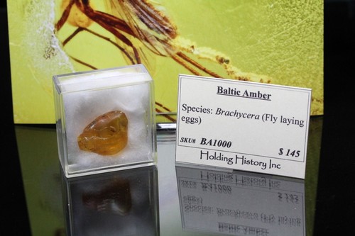 Baltic Amber, Insect Inclusion, Brachycera, Fly laying eggs