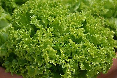 Details about / LETTUCE SALAD BOWL RED UK SOURCED NATURAL SEED 0.5 GRAM SOW BY 10//2023 SEEKAY