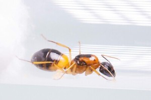 camponotus ant queen