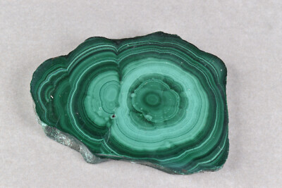 Malachite Stalactite Slice from Congo 6.7 cm   # 20056