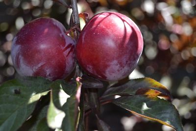 5 cuttings, fresh.RED CHERRY PLUM TREE - PRUNUS CERASIFERA/ PISSARDII NIGRA