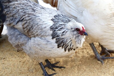 10+2 Rainbow Ameraucana Hatching Eggs