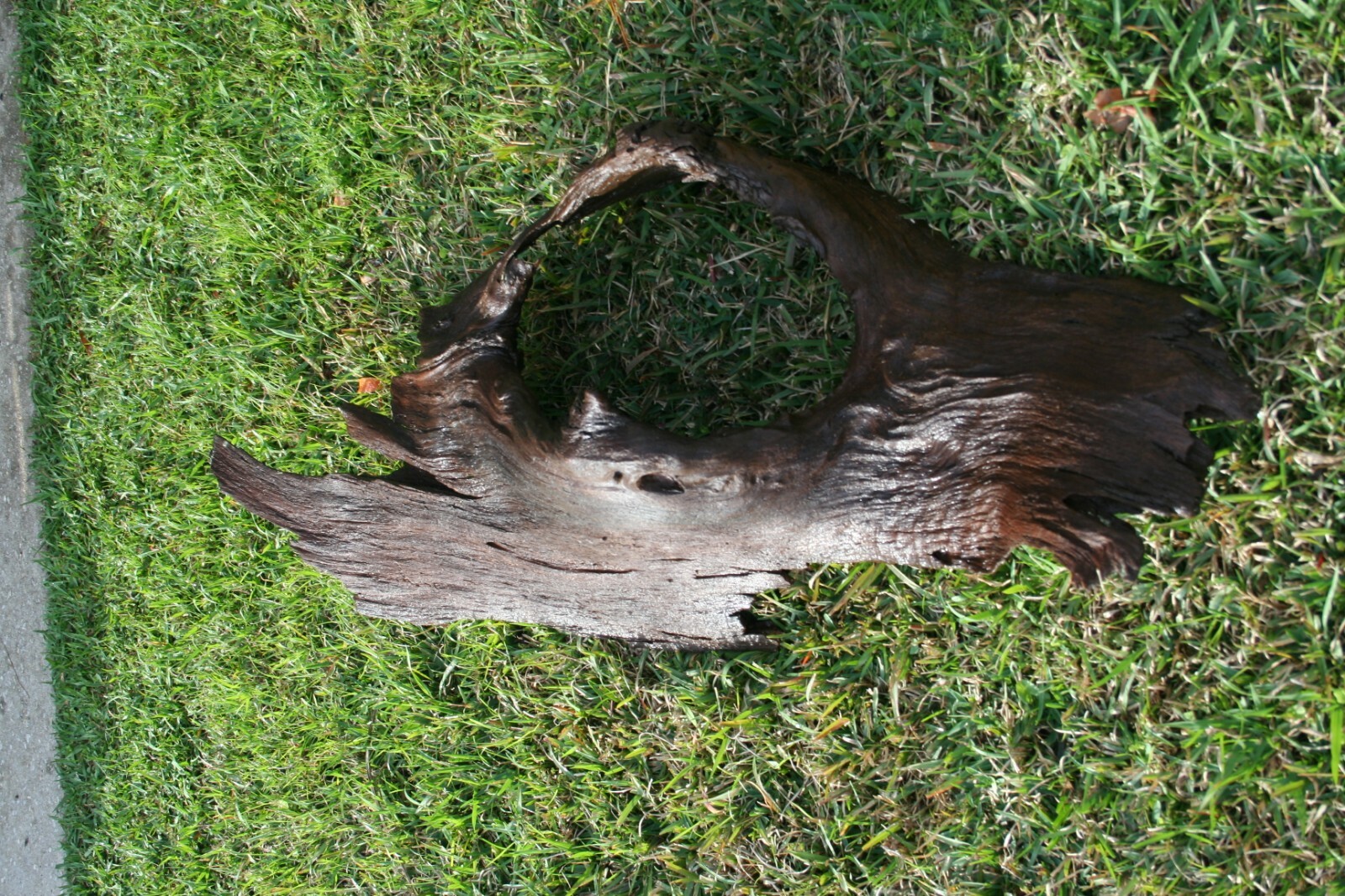 driftwood cypress drift wood decorative aquarium taxidermy