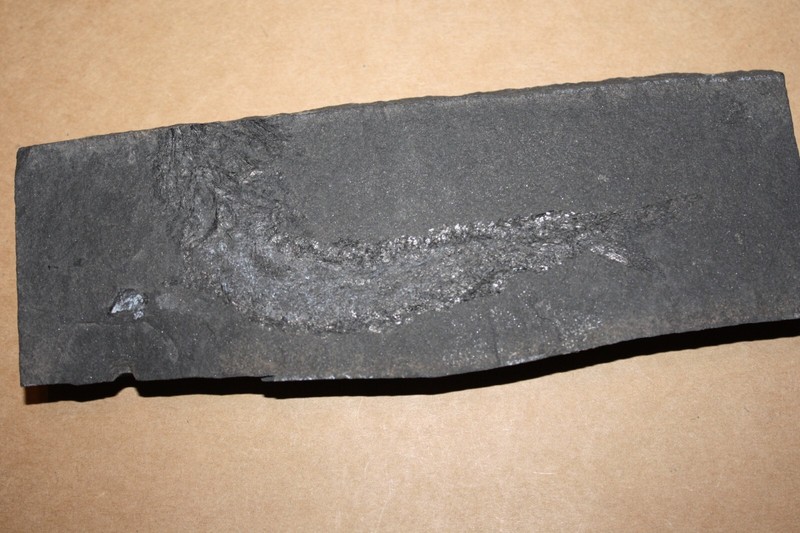 Fisch, Palaeoniscum Freieslebeni, Kupferschiefer, Mansfeld (Es 130 )